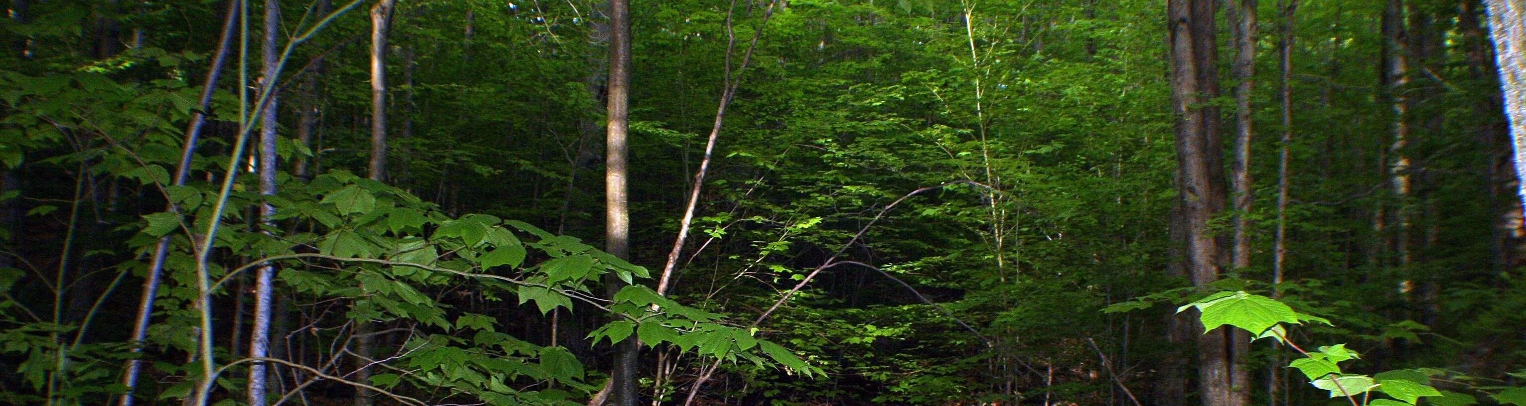 green econometrics header image 3